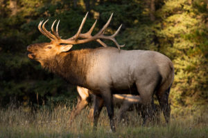 Bugling-Elk