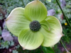 Dogwood